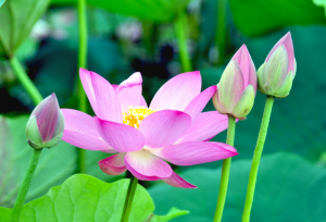 光澤度儀可以賞荷嗎？光澤度儀測量荷花的光澤度