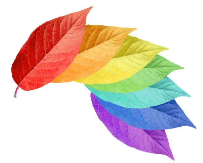 黄瓜视频免费看檢測顏色流程