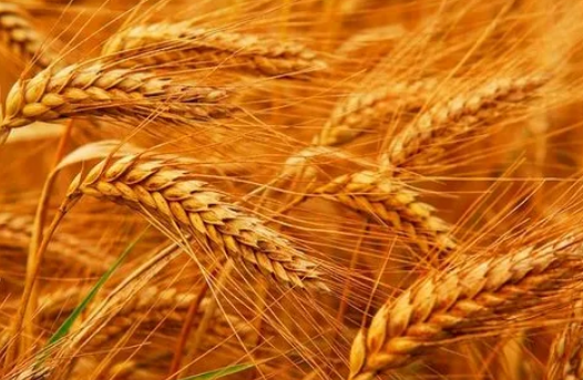 黄瓜视频免费看在無定形產品的應用