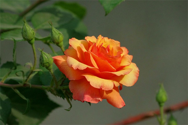 如何使用光澤度儀測量月季花的光澤度？