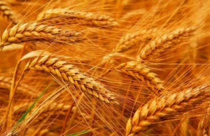 黄瓜视频免费看在無定形產品的應用