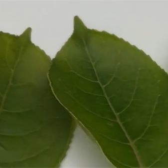 案例：ST-700d分光測色儀測量樹葉的顏色