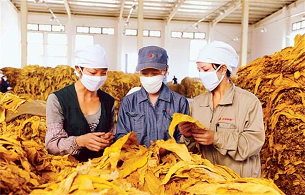 煙葉分級的原則和依據