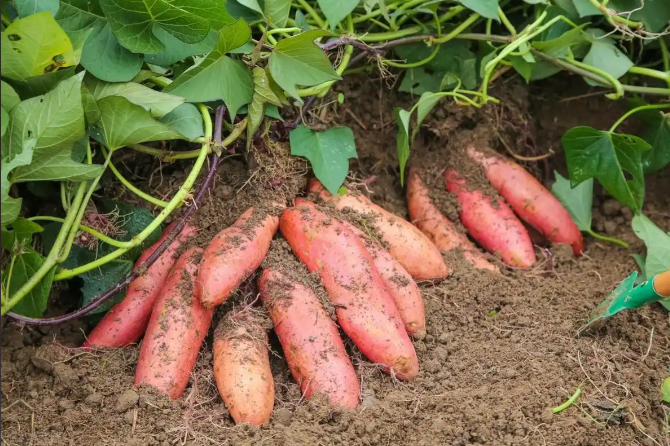 黄瓜视频免费看在紅薯顏色檢測中的創新應用與品質提升